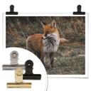 Póster - Fox 02