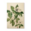 Cuadro de madera ilustración botánica de una camelia simulada - Walcott