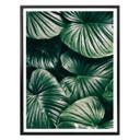 Póster - Jungla urbana - Alokasie Calidora
