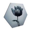 Hexagon Dibond Fløjlsagtig tulipan i sort - Paksoylu