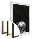 Póster Graves - Snuggle Pug