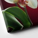 Tableau sur toile - Beauté florale d'une orchidée - Format carré