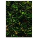 Canvasbillede, Grønne blade af eksotiske planter