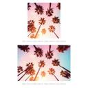 Tropisk fototapet California Dreaming med udsigt til palmer - Hugonnard