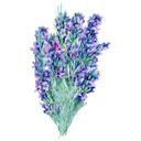 Wallsticker - XXL Lavendelbuket