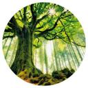 Vinilo decorativo Kiciak - Bosque de cuento de hadas - Redondo