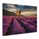 Lienzo flor de lavanda en Provenza