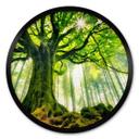 Póster Kiciak - Bosque de cuento de hadas - Redondo