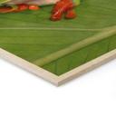 Cuadro de madera rana arborícola en la selva tropical - van Duijn