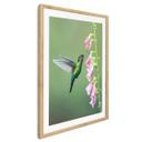 Póster van Duijn - La magia del colibrí en flor rosa