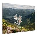 Lienzo edelweiss blanco alpino en la montaña