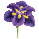 Wallsticker - Stedmoderblomst Lilla