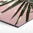Hexagon Dibond Palmeblad foran lyserød væg - Böhmer