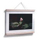 Poster Bouton de rose