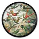 Plakat Haeckel - Hummingbirds