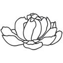 Muursticker Peony Blossom 01