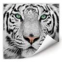 Zelfklevende Poster Gorgeous Sumatran Tiger