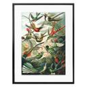 Póster Haeckel - Colibríes