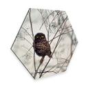 Hexagone - Alu-Dibond Avramescu - Yeux du hibou