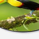 Tableau sur alu-Dibond rond van Duijn - Tukan du pêcheur au Costa Rica