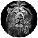 Fototapet - Rundt Lion  - vliesetapet/selvklæbende non-woven tapet