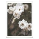 Plakat - Annie - Louise Bugnet Rose