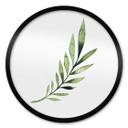 Plakat Kvilis - Palm Leaf