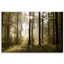 Canvasbillede, Morgen i skoven