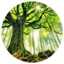Tapet cirkel Eventyrlig skov - Kiciak - vliesetapet/selvklæbende non-woven tapet
