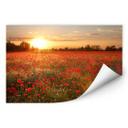 Muurprints Klaprozen bij Zonsondergang