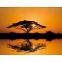 Fototapet Afrika - 336x260 cm