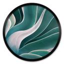 Póster Wechsler - Planta de agave a la luz de la mañana - Redondo