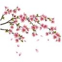 Gren Med Kirsebær Blomster