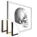 Póster Calavera 01