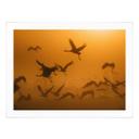 Póster Rosenblatt - Bandada de pájaros al amanecer