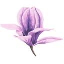 Muursticker Magnolia