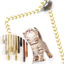 Póster gatito curioso