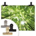 Póster Copas de los árboles en el bosque