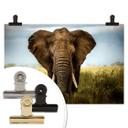 Poster - Ghizzi Panizza - Rencontres dans la savane