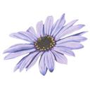 Sticker mural Marguerite - Violet
