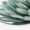 Wandcirkel Sisi & Seb - Succulents