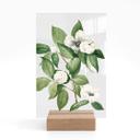 Botanisk illustration af en falsk kamelia på et bord - Walcott