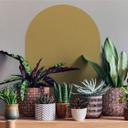 Wall Sticker Rund bue bred - sennepsgul