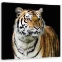 Canvasbillede, Tiger dyreliv natur