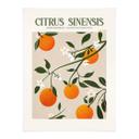 Plakat Boho-appelsintræ - Citrus Sinensis - Tunaboylu
