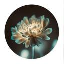 Póster Corazón de flor brillante - Treechild - Redondo