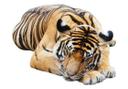Cuadro de ventana Resto real Tigre