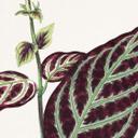 Fototapet Illustration af blade - Bignonia Argyro Violascea