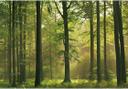 Papierbehang Herfstbos