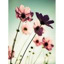 Papier peint photo Cosmos roses - 192x260 cm